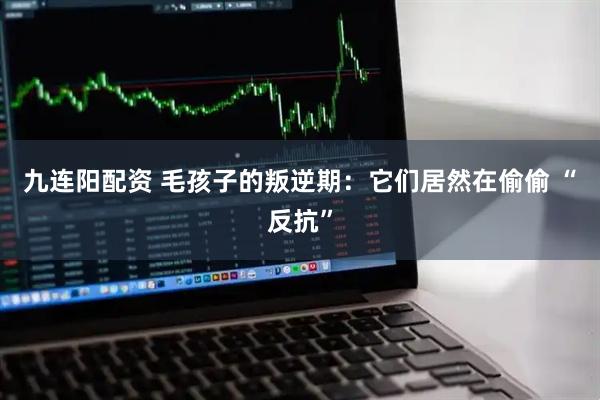 九连阳配资 毛孩子的叛逆期：它们居然在偷偷 “反抗”